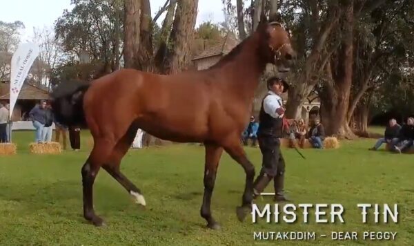 MISTER TIN - Imagen 2
