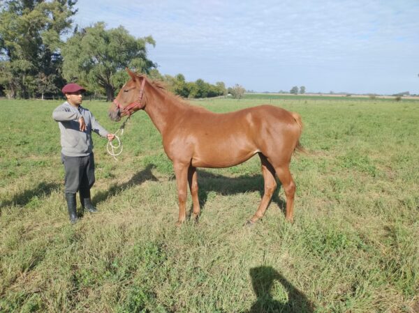 Rabieta Kiin Ha