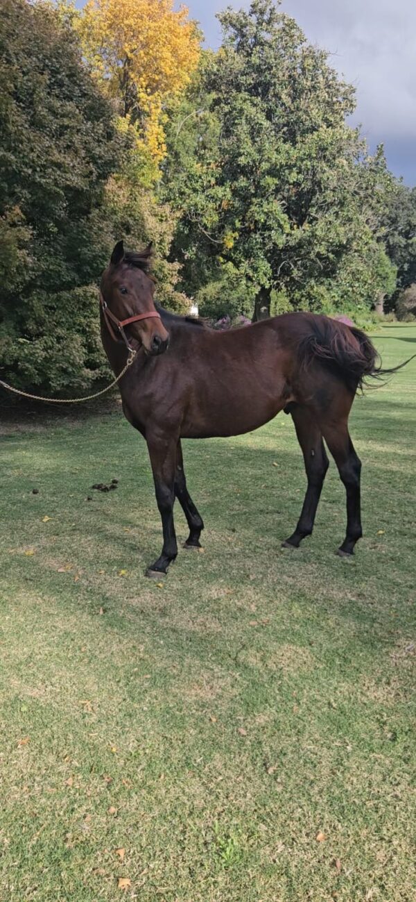 Cheval Bisous