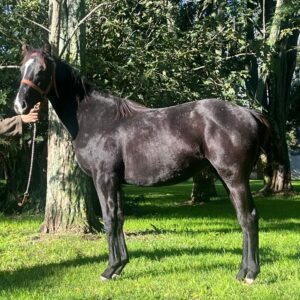 Blue Boone