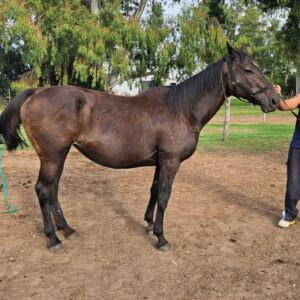 Stormy Bostera